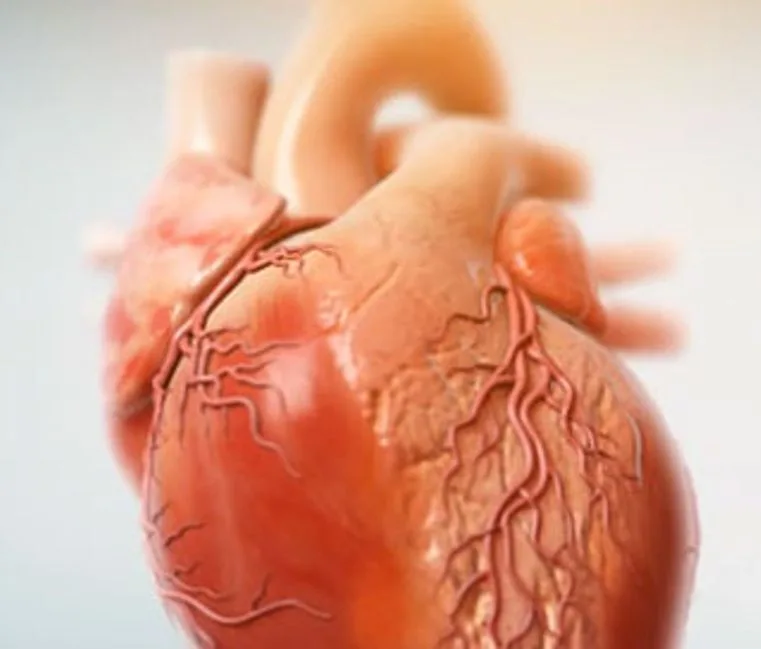Augmented reality for veterinary cardiology – interactive AR heart visualization for veterinary education