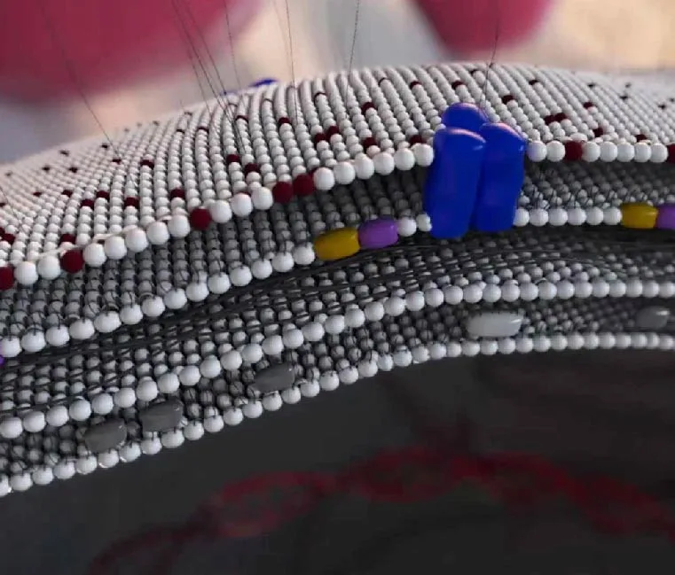 3D animations